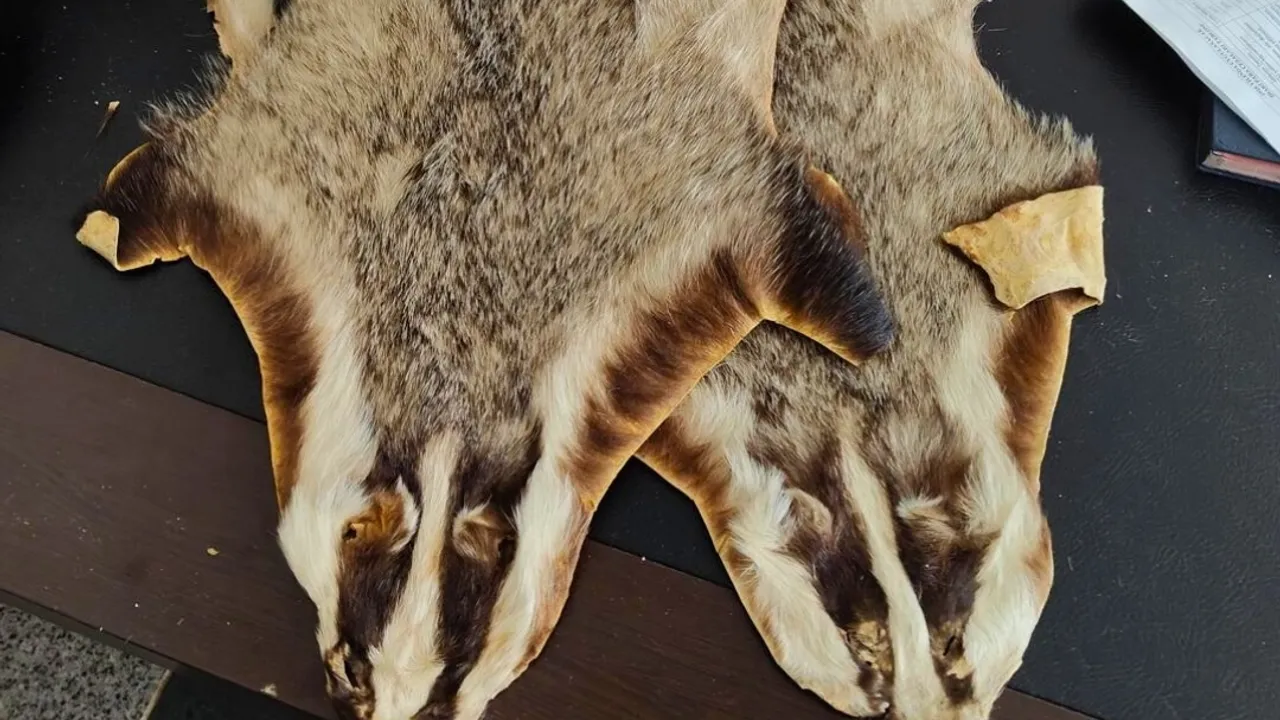 Kilis'te Suriye'den Türkiye'ye getirilen 5 hayvan postu bulundu