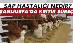 Şanlıurfa’da Hayvan Pazarlarını Kapattıran “Şap Hastalığı” Nedir?