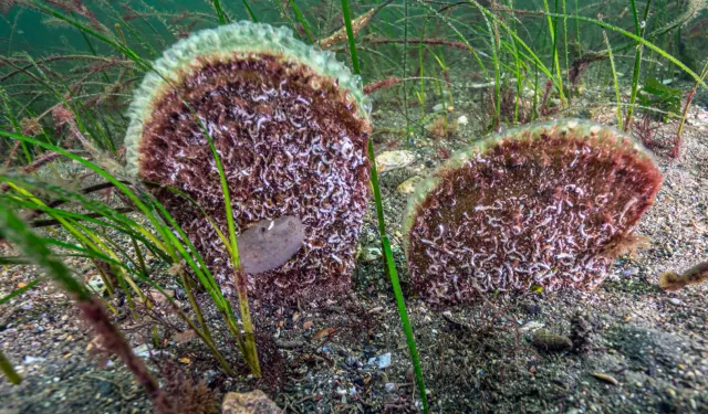 Marmara'dan umut veren keşif! Eskihisar Kalesi dibinde pina popülasyonu