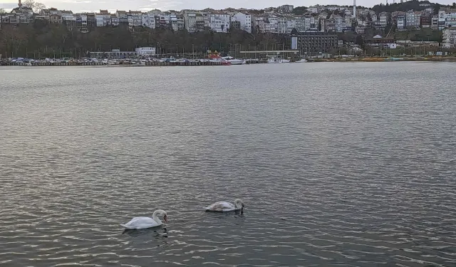 Şile Limanı'nda nadir görüntü... İki kuğu ilgi odağı oldu